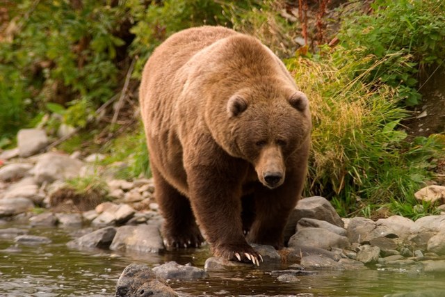 Brown Bear in Katmai National Park